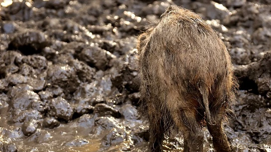 Imagen de archivo de un jabalí Imagen de archivo de un jabalí