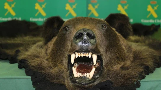 La piel y la cabeza del oso ofertado La piel y la cabeza del oso ofertado