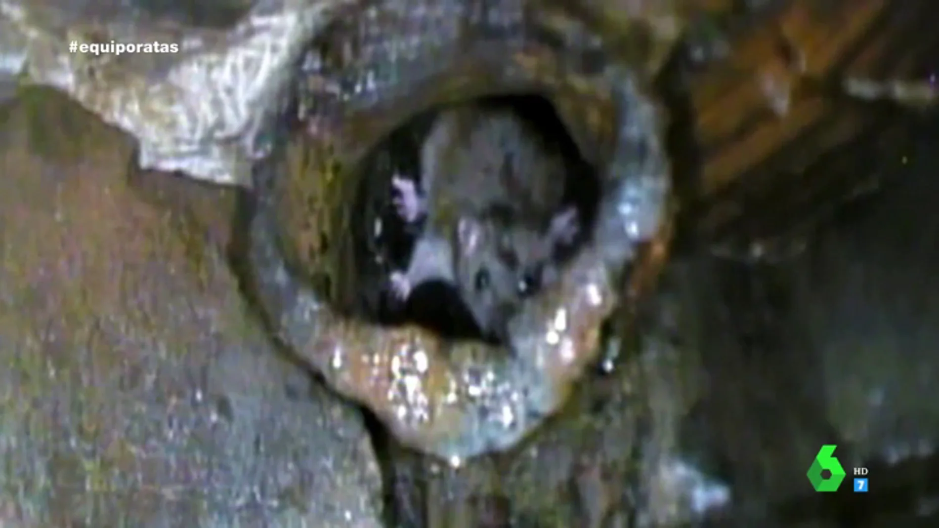 Los vecinos de San Blas denuncian el problema que viven con   las ratas: "Parecen uno más del barrio, son enormes"