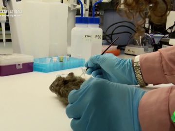 ¿Cómo pueden transmitir las ratas enfermedades a los humanos y qué precauciones se deben tomar? ¿Cómo pueden transmitir las ratas enfermedades a los humanos y qué precauciones se deben tomar?