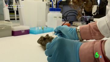 ¿Cómo pueden transmitir las ratas enfermedades a los humanos y qué precauciones se deben tomar?