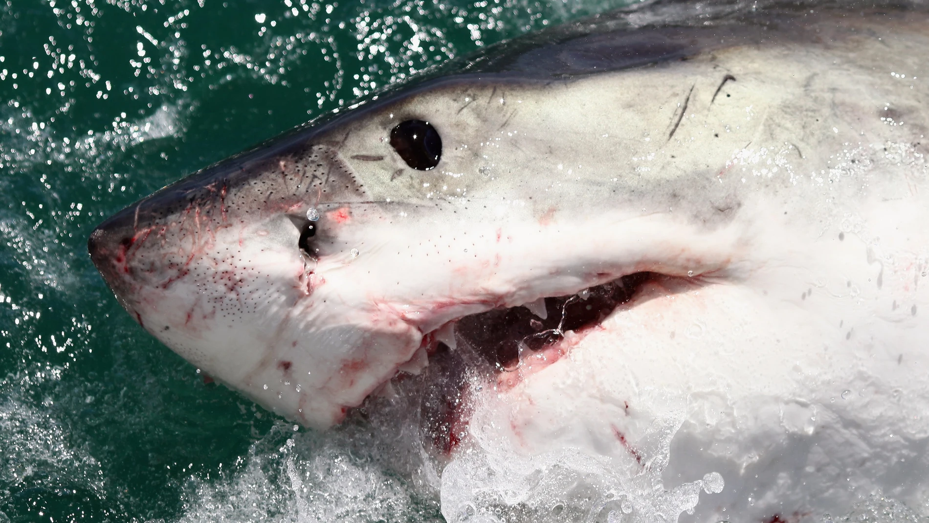 El tiburón, uno de los animales más peligrosos que habita en el planeta