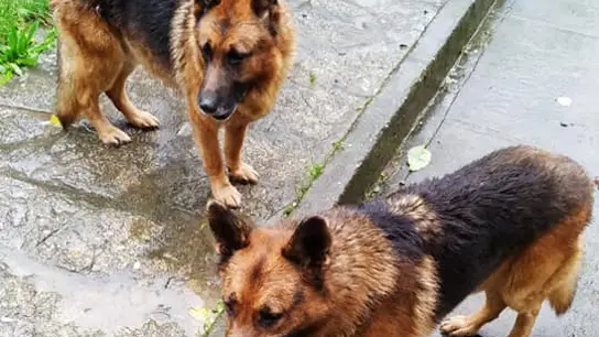 Los dos perros que buscan un hogar porque su dueño está enfermo Los dos perros que buscan un hogar porque su dueño está enfermo