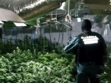 Una de las plantaciones de marihuana intervenidas por la Guardia Civil y la Europol. Una de las plantaciones de marihuana intervenidas por la Guardia Civil y la Europol.