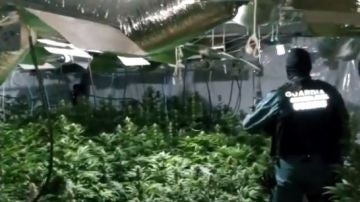 Una de las plantaciones de marihuana intervenidas por la Guardia Civil y la Europol.