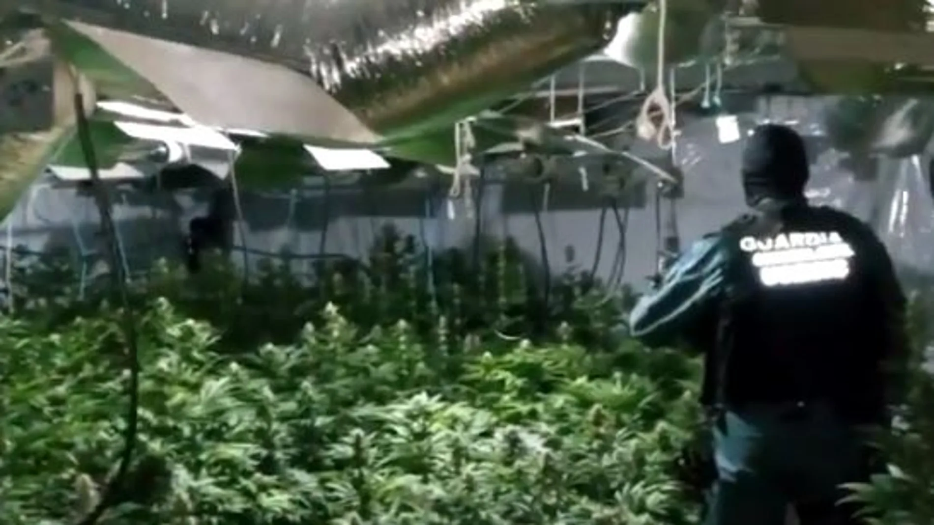 Una de las plantaciones de marihuana intervenidas por la Guardia Civil y la Europol.