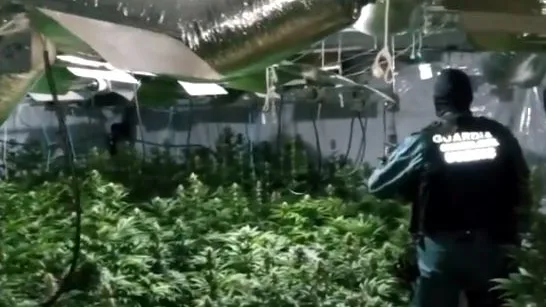 Una de las plantaciones de marihuana intervenidas por la Guardia Civil y la Europol.