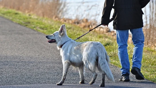 Imagen de archivo de una persona paseando a su perro Imagen de archivo de una persona paseando a su perro