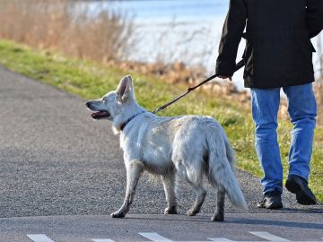 Imagen de archivo de una persona paseando a su perro Imagen de archivo de una persona paseando a su perro