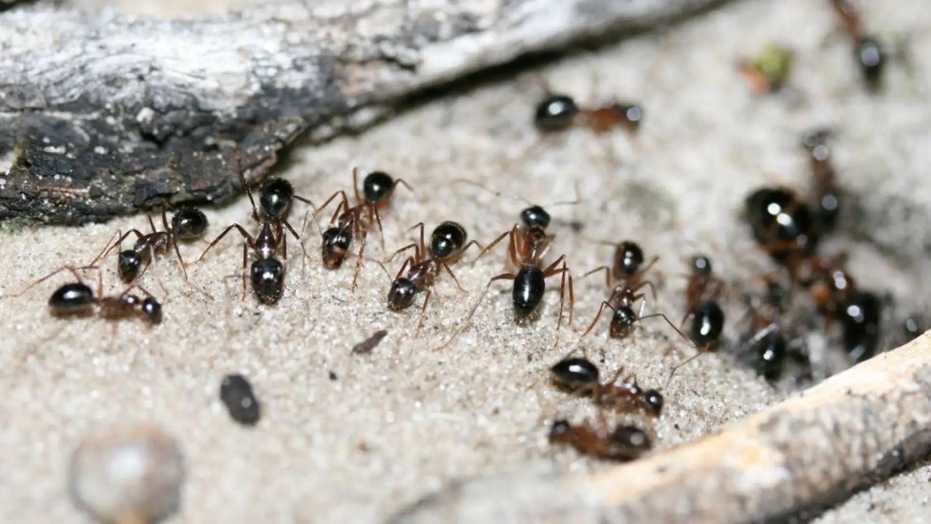 Una hormiga extrae orina de canguro de la tierra para obtener nitrogeno