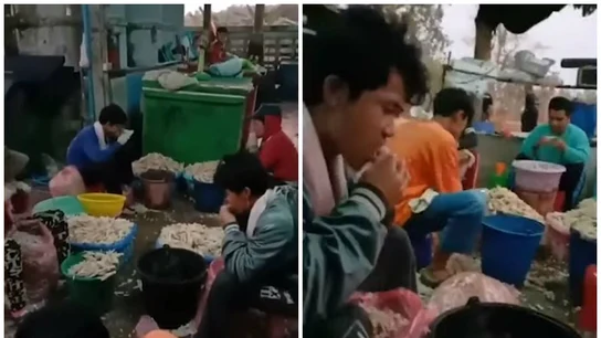 Los trabajadores de la fábrica limpian el pollo con la boca. Los trabajadores de la fábrica limpian el pollo con la boca.