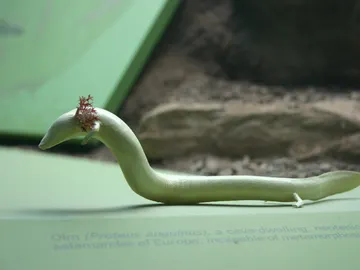 Proteus anguinus Proteus anguinus