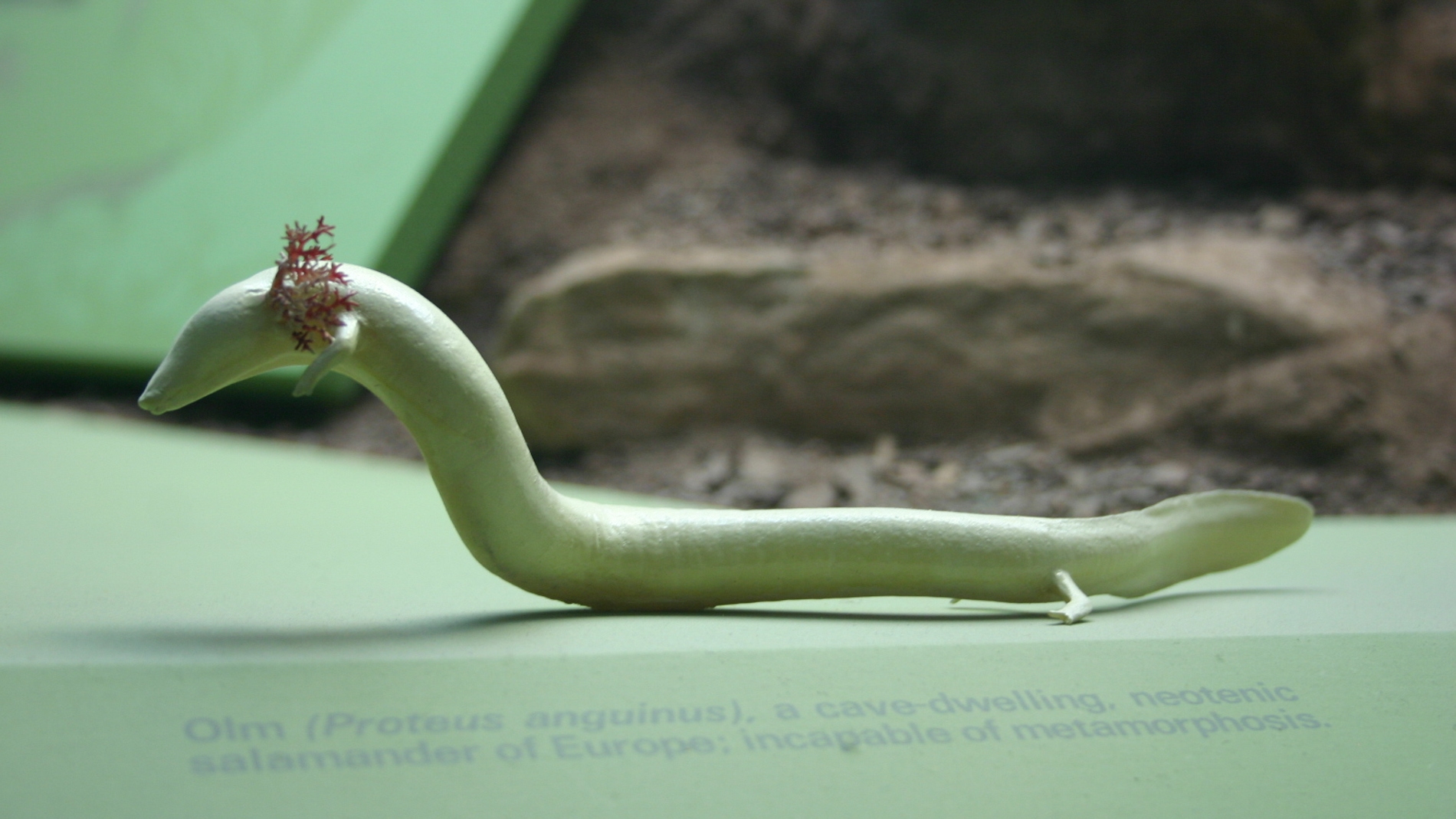 Proteus anguinus