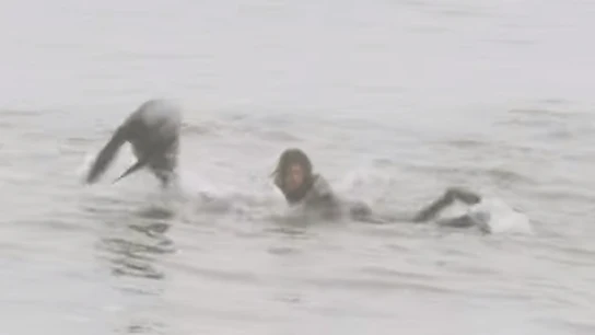 Craig Anderson sorprendido por una foca mientras surfeaba Craig Anderson sorprendido por una foca mientras surfeaba
