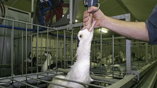 Una oca es alimentada en una granja para la producción de foie gras Una oca es alimentada en una granja para la producción de foie gras