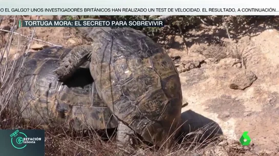 Tortuga Tortuga