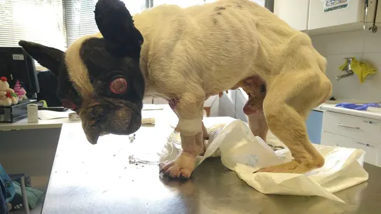 Hoope, el bulldog francés hallado en Fuencarral Hoope, el bulldog francés hallado en Fuencarral