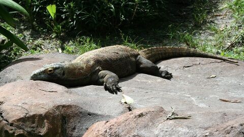 Dragón de Komodo