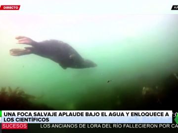 Un comportamiento nunca visto deja a los científicos boqueabiertos: una foca salvaje aplaude bajo el agua Un comportamiento nunca visto deja a los científicos boqueabiertos: una foca salvaje aplaude bajo el agua