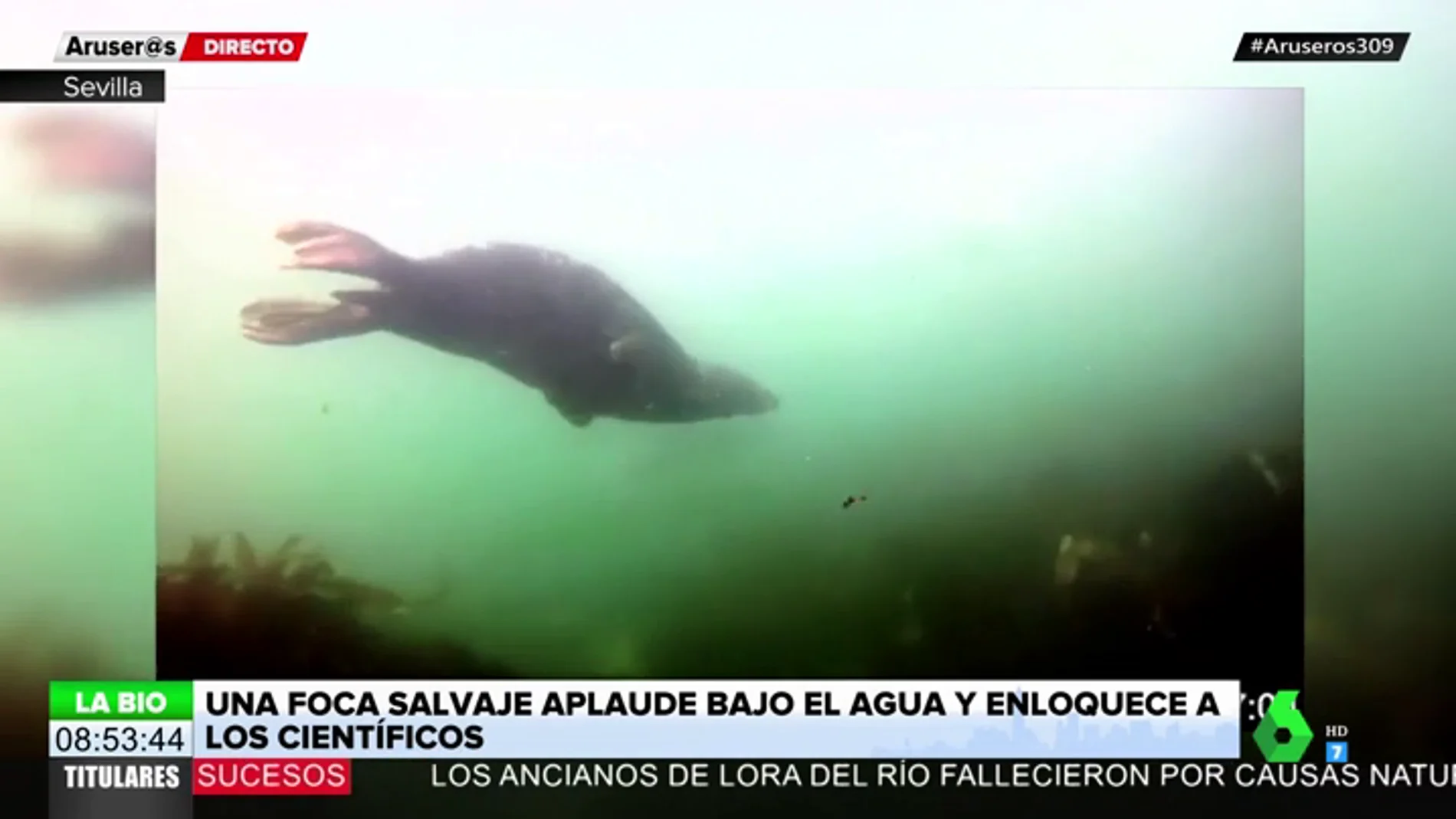 Un comportamiento nunca visto deja a los científicos boqueabiertos: una foca salvaje aplaude bajo el agua