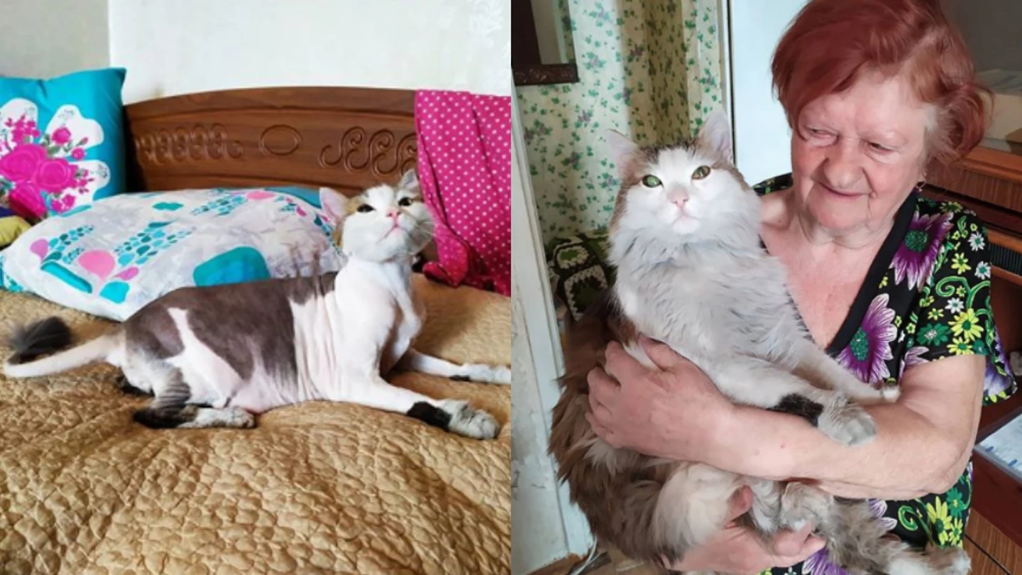 Imagen del gato junto a su dueña. Imagen del gato junto a su dueña.