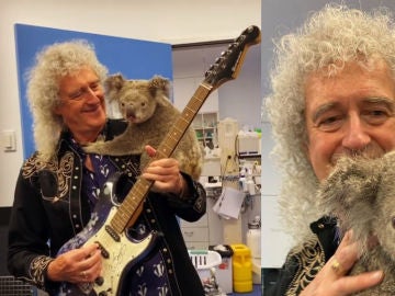 Imagen de Brain May, guitarrista de The Queen, junto al koala. Imagen de Brain May, guitarrista de The Queen, junto al koala.