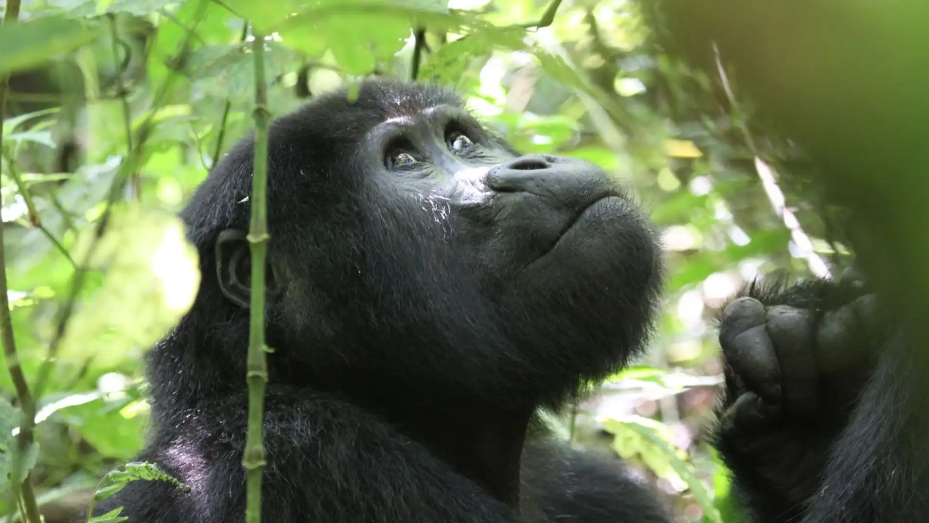 El turismo amenaza a los gorilas de montana