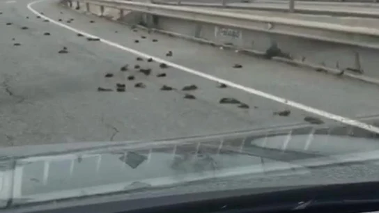 Pájaros muertos en la carretera C-31B de Tarragona Pájaros muertos en la carretera C-31B de Tarragona