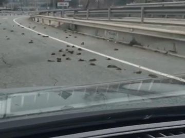 Pájaros muertos en la carretera C-31B de Tarragona Pájaros muertos en la carretera C-31B de Tarragona