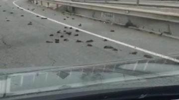 Pájaros muertos en la carretera C-31B de Tarragona