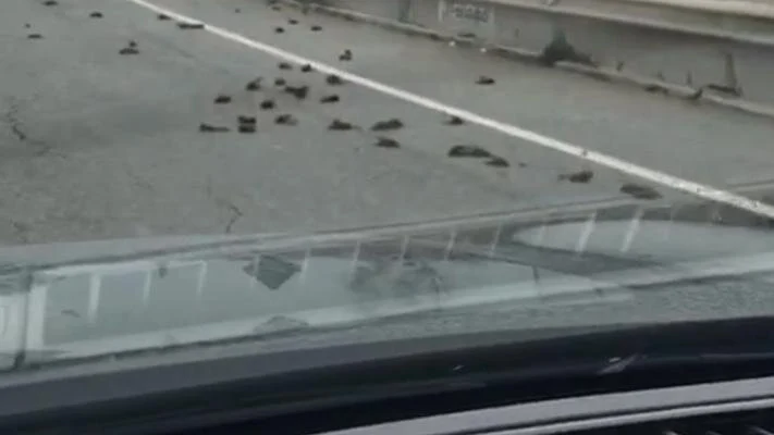 Pájaros muertos en la carretera C-31B de Tarragona