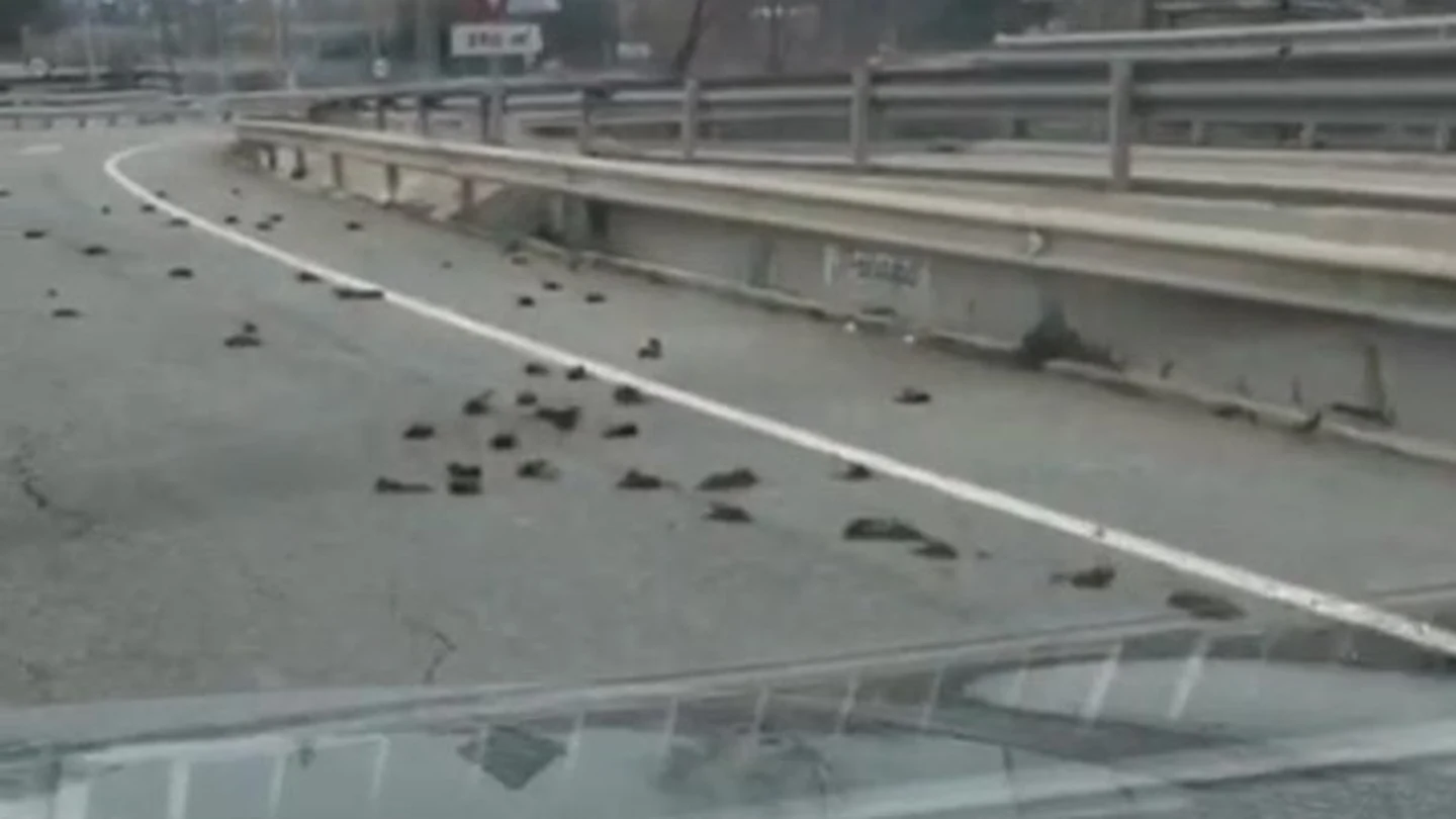 Aparecen cientos de pájaros muertos cerca de la petroquímica de Tarragona Aparecen cientos de pájaros muertos cerca de la petroquímica de Tarragona