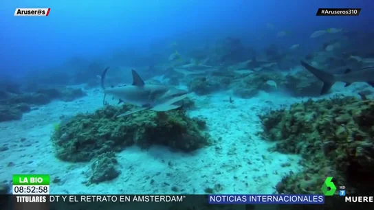 Un buzo se juega la vida al sumergirse en el océano "a la hora de comer" de los tiburones Un buzo se juega la vida al sumergirse en el océano "a la hora de comer" de los tiburones