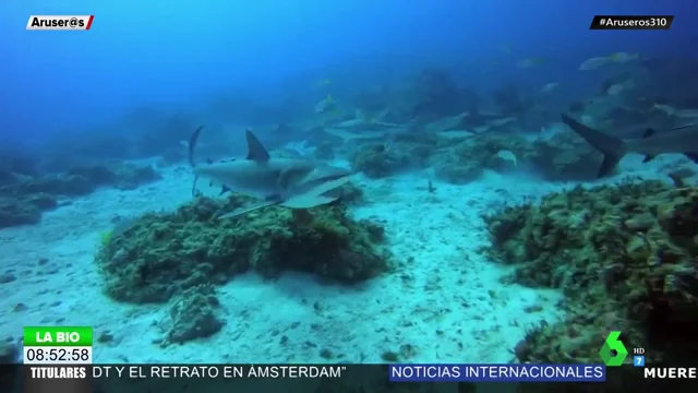 Un buzo se juega la vida al sumergirse en el océano "a la hora de comer" de los tiburones