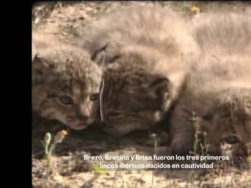En 2005 nacieron los primeros linces ibéricos en cautividad: "El parto nos sorprendió de madrugada" En 2005 nacieron los primeros linces ibéricos en cautividad: "El parto nos sorprendió de madrugada"
