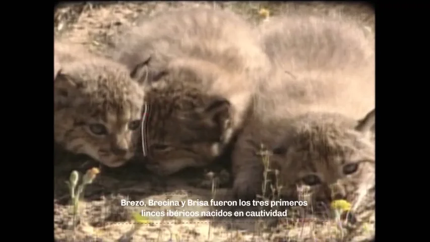 En 2005 nacieron los primeros linces ibéricos en cautividad: "El parto nos sorprendió de madrugada"