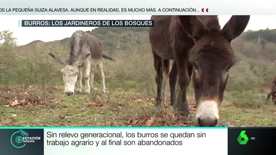 Burros Burros