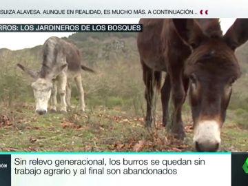 Burros