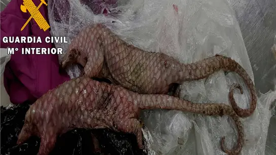 Los pangolines hallados en una maleta Los pangolines hallados en una maleta