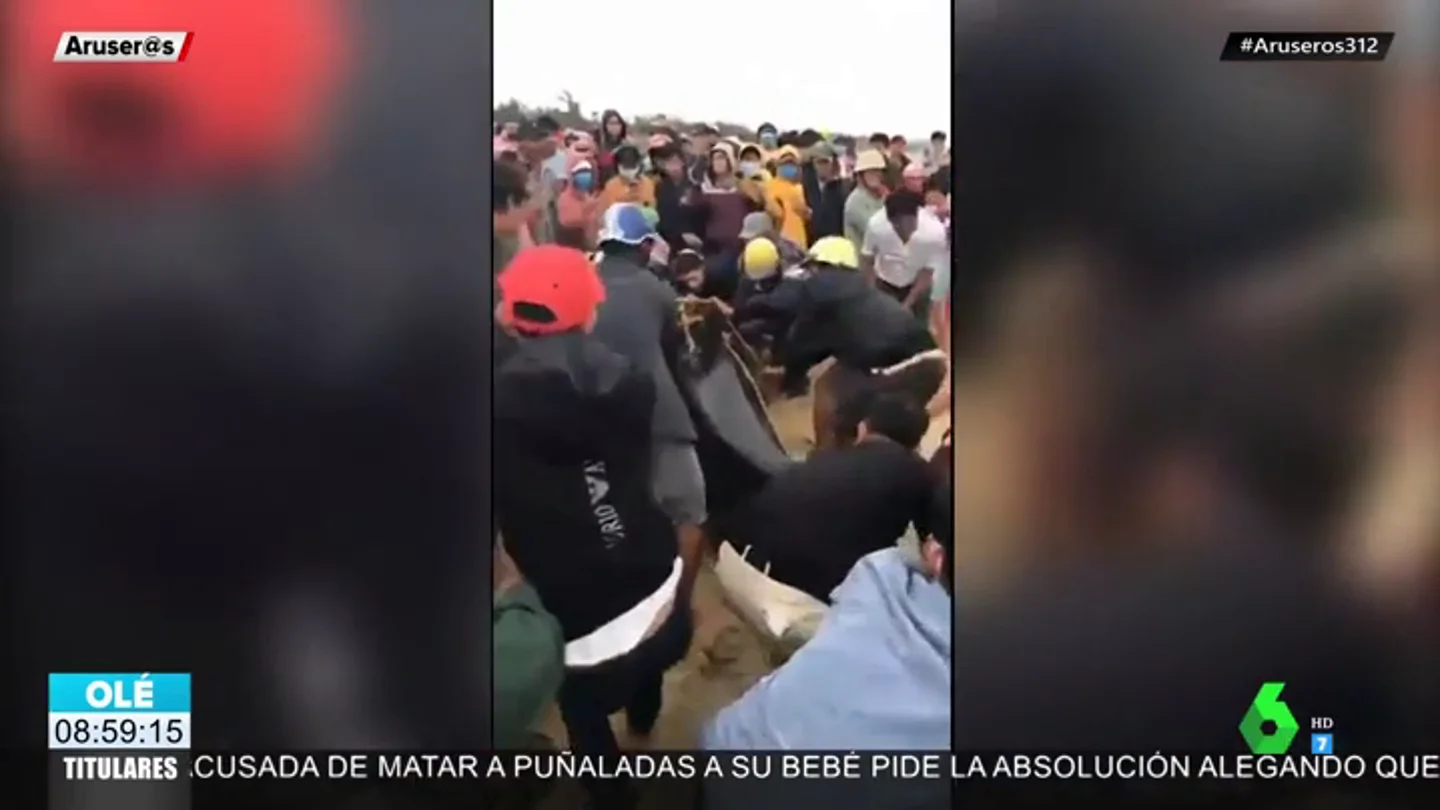 Un grupo de pescadores lucha contra la fuerte oleada para devolver una ballena de cuatro metros al mar Un grupo de pescadores lucha contra la fuerte oleada para devolver una ballena de cuatro metros al mar