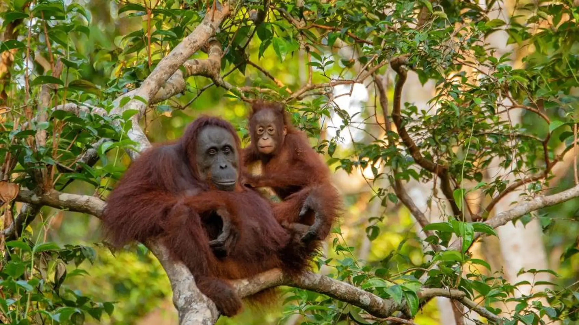 La caza y el uso del suelo reducen a la mitad la distribucion de los grandes mamiferos tropicales