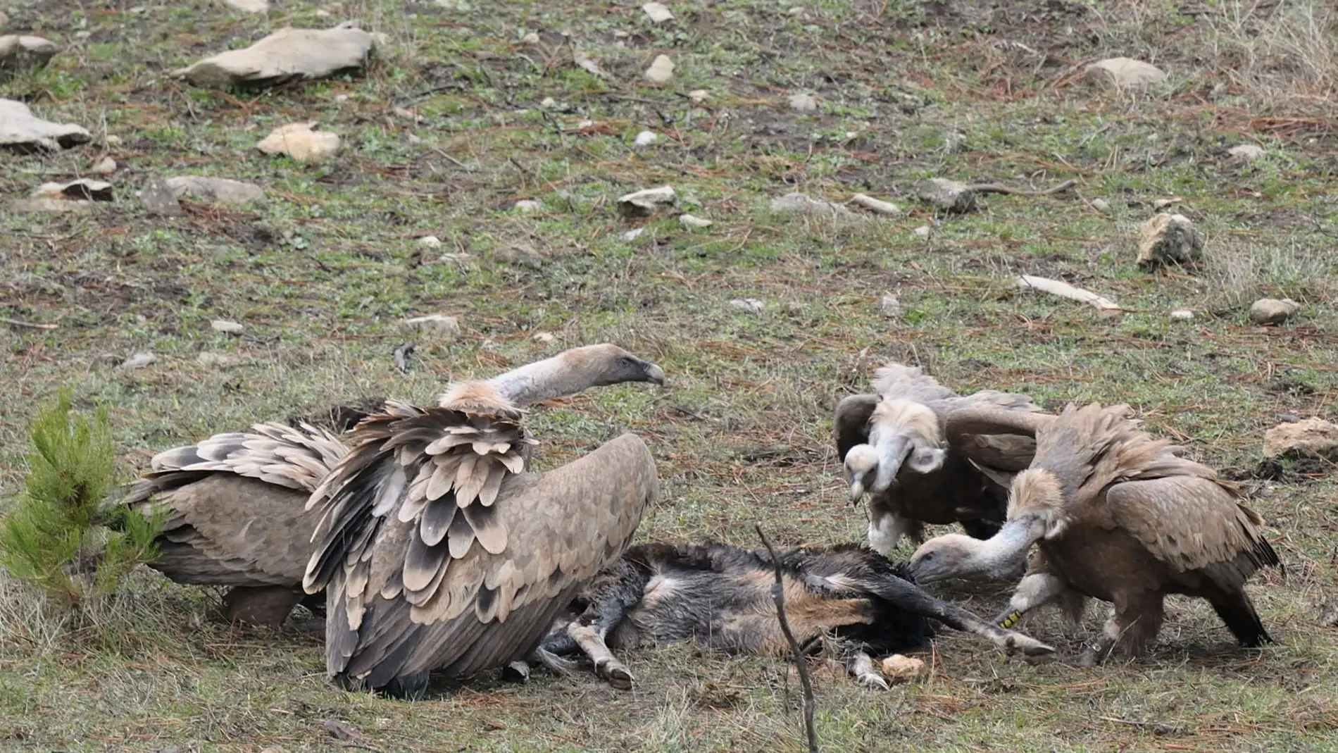 La recuperacion del monte atrae a las grandes aves carroneras