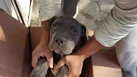 Rene, el cachorro cedido a Xollin Rene, el cachorro cedido a Xollin