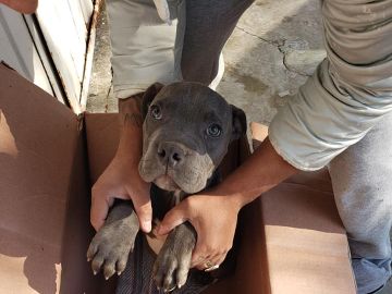 Rene, el cachorro cedido a Xollin Rene, el cachorro cedido a Xollin