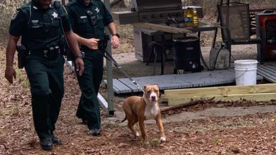 Buddy, el pitbull que protegió al niño de tres años perdido Buddy, el pitbull que protegió al niño de tres años perdido