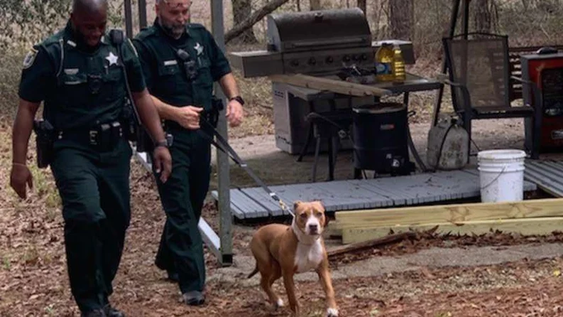 Buddy, el pitbull que protegió al niño de tres años perdido