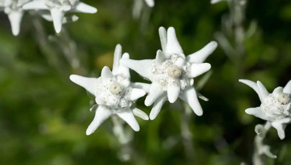 Edelweiss alpina