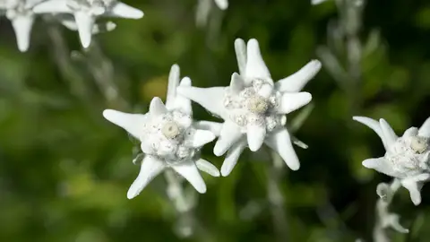 Edelweiss alpina Edelweiss alpina