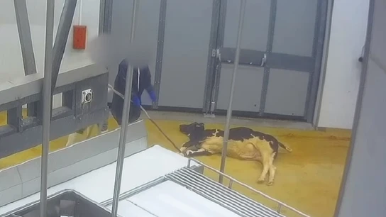 Imagen de un ternero en un matadero Imagen de un ternero en un matadero
