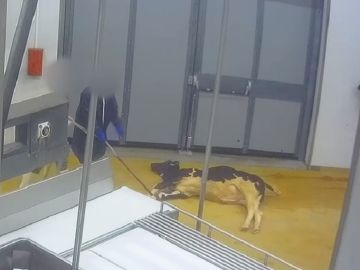 Imagen de un ternero en un matadero Imagen de un ternero en un matadero